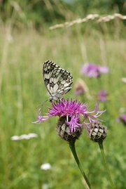 Schachbrettfalter Ein Schachbrettfalter sitzt auf einer Blüte.